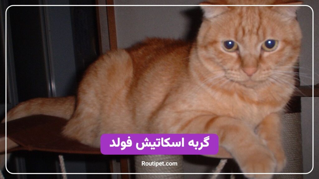 گربه اسکاتیش فولد - مجله روتی پت