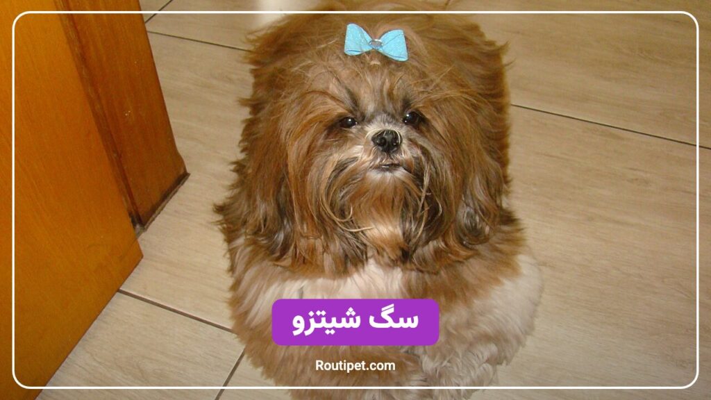 سگ شیتزو - مجله روتی پت