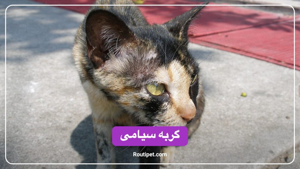 گربه سیامی - مجله روتی پت