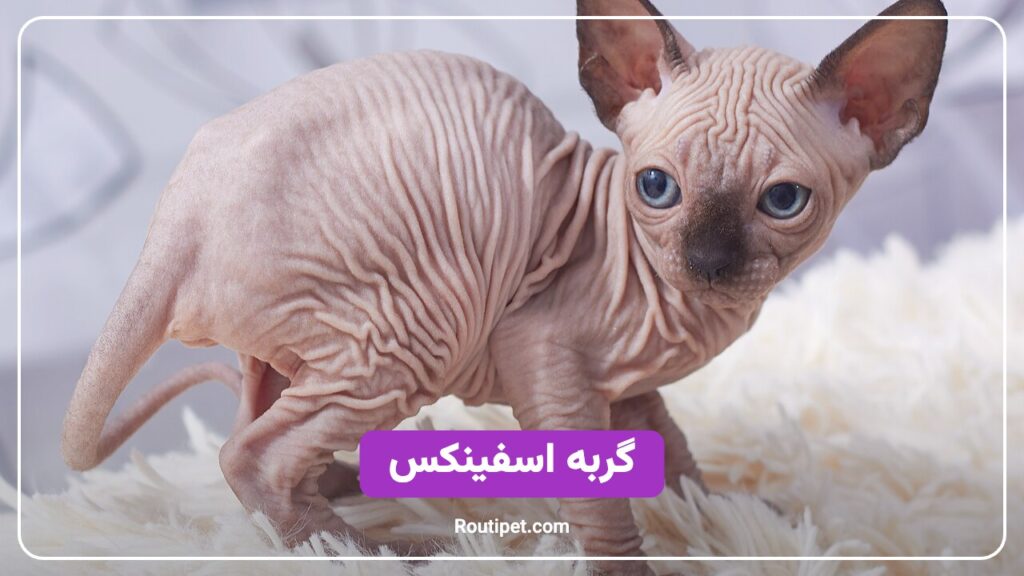 گربه اسفینکس - مجله روتی پت