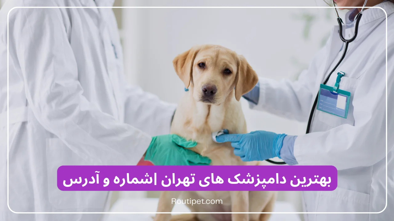 بهترین دامپزشک های تهران به همراه شماره و آدرس